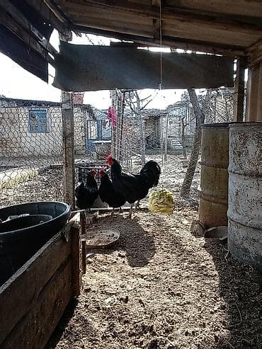 quş vuran: Təmiz qan avstralorp yumurtası satılır. istəyən əlaqə saxlasın — 2