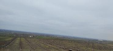 karavan satışları: 36000 sot, Kənd təsərrüfatı, Kupça (Çıxarış) — 2