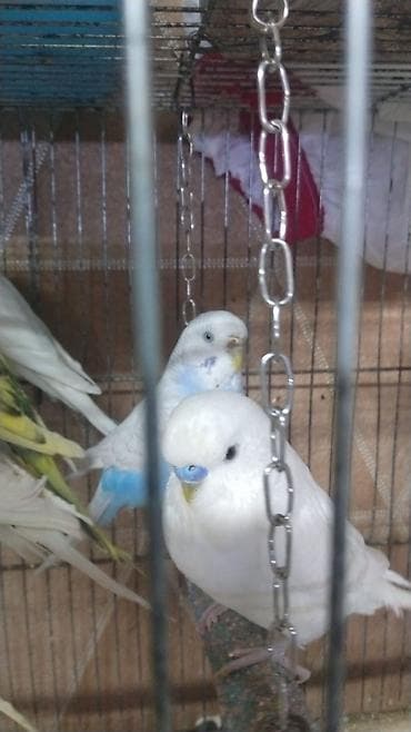 Quşlar: Bala verən quşlardi erkəy disi 3 balasi qəfəs qarisiq 85 Azn — 1