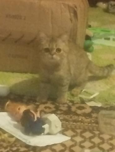 pulsuz pisik: Cins gözəlliyi ilə seçilən ev pişiyi - Qısa burunlu, yumru üzlü — 8