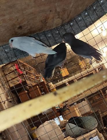 papuqay qefes: Folpus varabinniy papuqay dünyanın ən balaca tutu quşusu ən balaca — 10