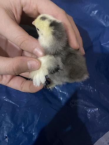 cucelerin satisi: Salam. Təmiz qan bramo cücələridir. 1 həftəni keçib mayalı yem ve — 9