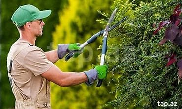 Salam. Mən uzun müddət bağban işləri ilə məşğul olmuş. Ağacları budama