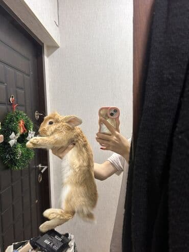 turbo az heyvanlar: Derslerme göre baxa bilmirem satıram,erkekdı,6 aylıqdı üsdünde su qabı — 1