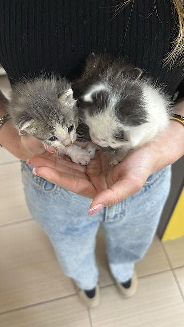 Erkək, Yaxşı əllərə, Pulsuz çatdırılma