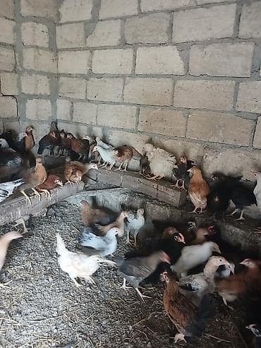 Toyuq cücələri, Damazlıq lalafo.az -da Toyuq cücələri, Damazlıq