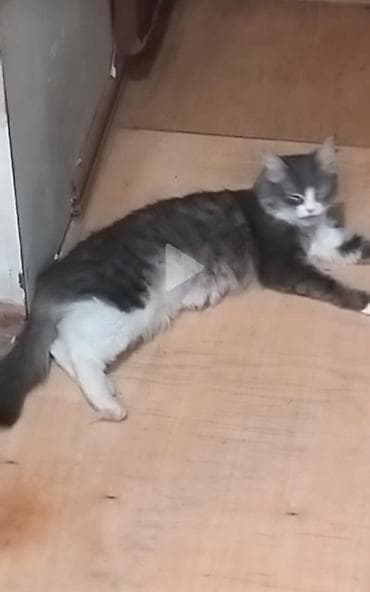 goyercinler satisi: Tabbi, Erkək, Dişi — 4