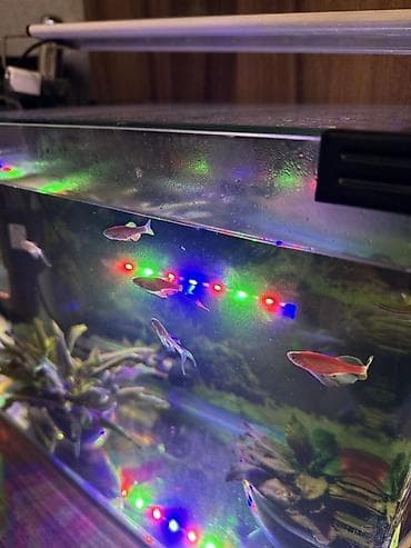 akvarium işığı: Dördbucaq akvarium, Balıqlarla birlikdə, 35 l, Ünvandan götürmə — 2