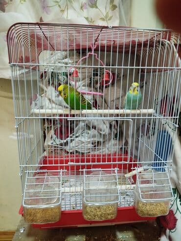 2 ədəd məhəbbət quşu səbətlə birlikdə satılır. sağlam quşlardı lalafo.az -da 2 ədəd məhəbbət quşu səbətlə birlikdə satılır. sağlam quşlardı