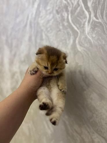 Gəmiricilər: Şotland yastı qulaq, Dişi, Yaxşı əllərə, Ünvandan götürmə, Pulsuz çatdırılma, Ödənişli çatdırılma — 4