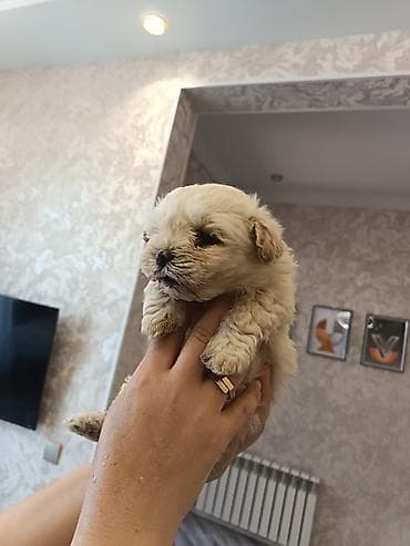 pitbul sekilleri: Pudel, 2 ay, Erkek — 10