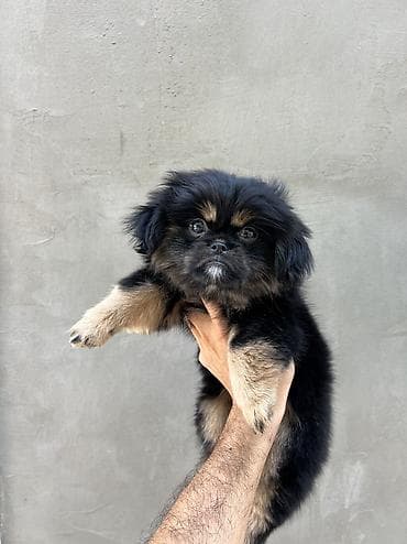 i̇sm: Pekines, 2 ay, Dişi, Peyvəndli — 5