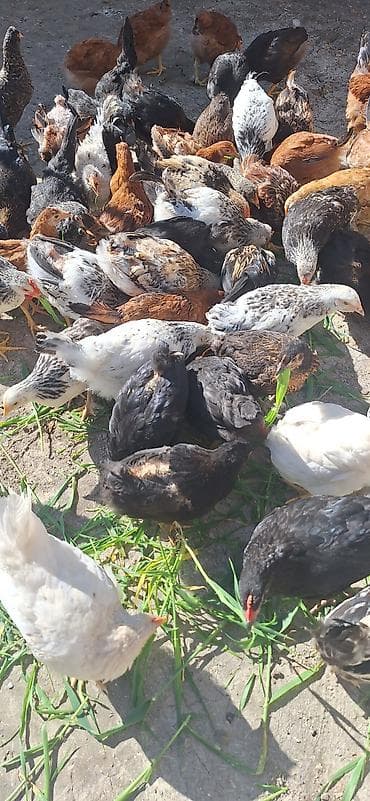 kend cucesi: Toyuq cücələri, Damazlıq — 6