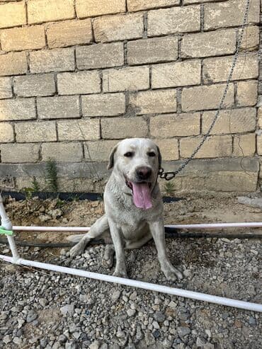 itler piknes: Labrador-retriver, 3 il, Erkek, Sənədli, Ünvandan götürmə — 12