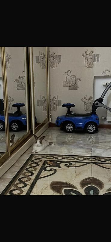 dovşam: Ev dovşanı – miniatür, uzun tüklü dekorativ cins. - Rəng: ağ-krem və — 2