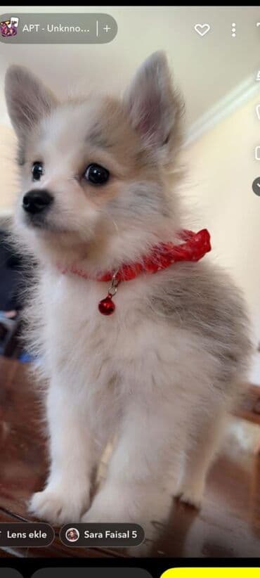 it davası: 10 ay, Erkek, Pulsuz çatdırılma — 1