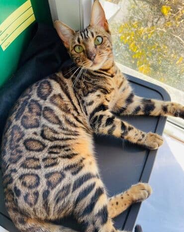 Продаются VIP Бенгальские котятамальчики и девочки, чистокровные