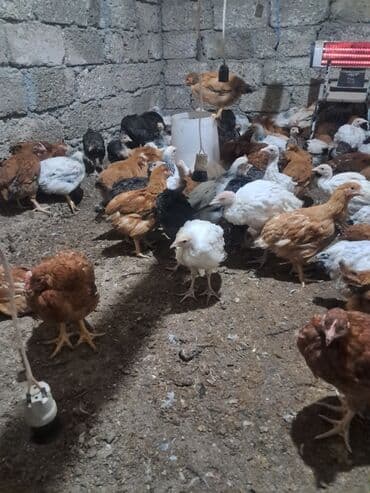 Toyuq cücələri, Ətlik