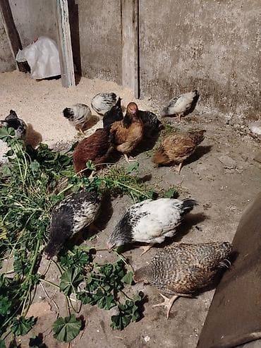 çöl toyuğu: Yerli təsərrüfatdan qarışıq cins ev toyuqları (junior yaş qrupu) — 2