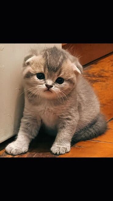 Balıqlar: Britan yastı qulaq, Erkək, Dişi, Yaxşı əllərə, Ünvandan götürmə, Pulsuz çatdırılma, Ödənişli çatdırılma — 11