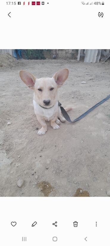 собака отдам в хорошие руки: 2 года, Самец, Самовывоз — 2