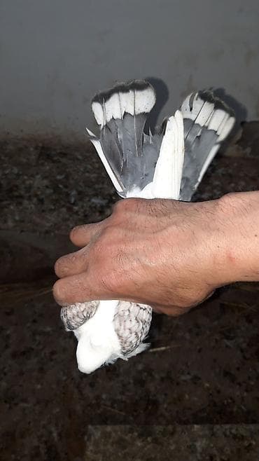 goyercin berde: Hazir cut hunkariler mayasi yumurta ustede.erkeyi qara cep mayasi — 7