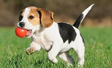 Птицы: Бигль — 1