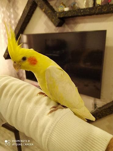 it aliram bakida: Salam. Diqqet alarken temizliye fikir verin///////// sultan adi ile — 7