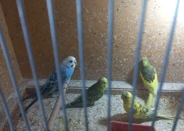 geref quşu: Say çoxdur. gel seç istedin quşu al ünvan Hövsan. şeklini şeç yeni — 3