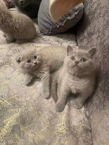 pitbul bala: Sevimli pişik balaları - Cins: Ev pişiyi (şirin, yumşaq tüklü — 4