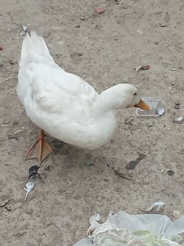 bakida cins ineklerin satisi: Ağ ördək – ev ordeyi - Rəng: tam ağ lələk örtüyü - reyal alıcı yaşın — 4
