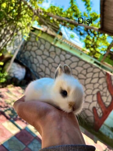 dovwan: Salam🖐🏻. Müxtelif karlik reng seçimleri ve sortları var 🎁 ad — 5
