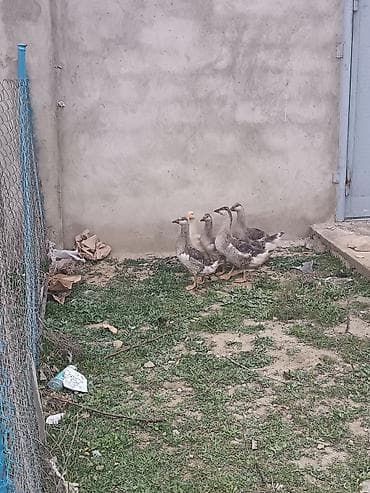 ucuz toyuq satisi: 5eded qaz balasi 4 ayliqdi bir ededi 20manat sağlam heyvanlardi cidi — 5