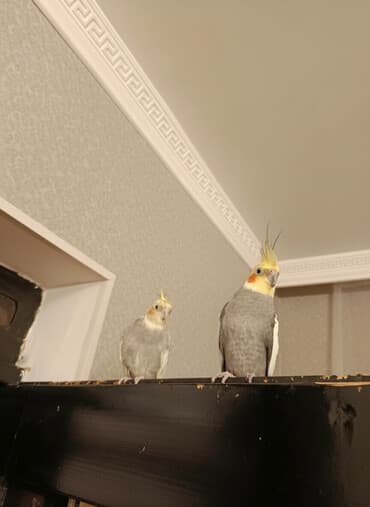 попугай корелла: Nimfa (Cockatiel) cütlüyü – boz-yaşıl tonlarda, sarı toqqa və — 1