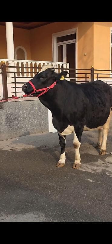 8.10 güne dogacaq birinci qarina dogacaq bu cavan heyandi