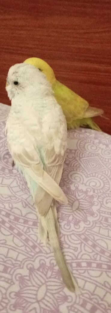 Məhsul: Dalmatialı/“albino” tonlarda ağ və limon-sarı rəng