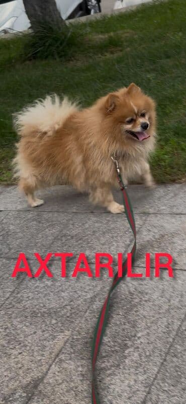 Gəmiricilər: AXTARILIR. Binəqədi Rayon İcra Hakimiyyətinin yanındakı məhlələrdən — 1