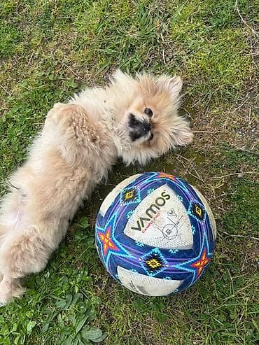 taxda qefes: Pekines, 10 ay, Erkek — 3