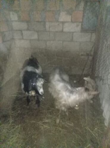 simmental inək cinsi: 2 ədəd erkek cepiş real alıcıya endirim var şeki — 2