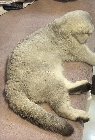 Şotland yastı qulaq