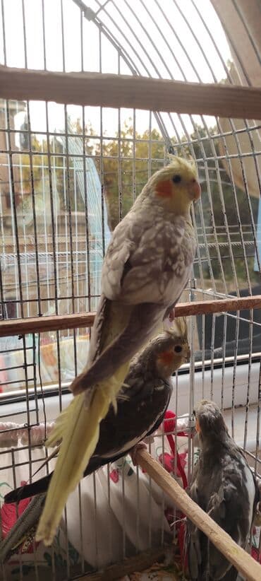 dərzi quşu: Nimfa (cockatiel) tutuquşuları – müxtəlif rəng mutasiyaları ilə - — 7