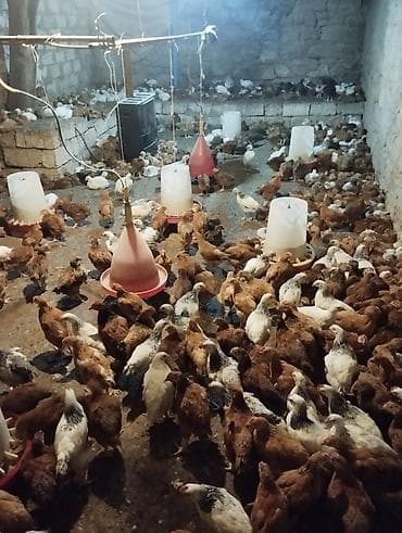 Hinduşkalar: Toyuq, Ətlik — 2