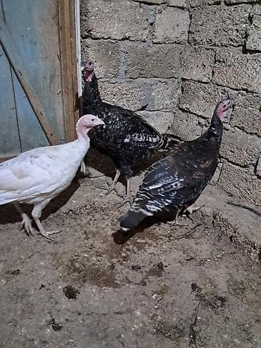 Salam "Qiymet 1 aiddir". Tam sağlam bütün vaksinleri vitaminleri
