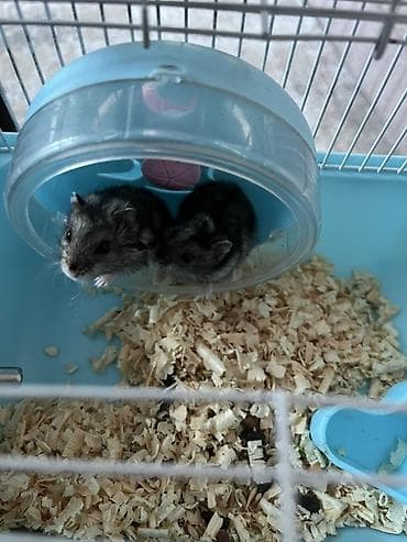 Cütlük xırda gəmirici – hamsterlər (qara-boz rəng çalarları). -