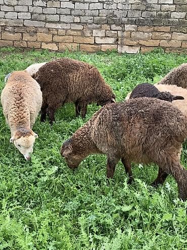 qoyun sortlari: 9 dənə quzular satılır 5 erkəy 4 dişi — 1