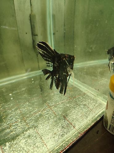 canlı yem: Məhsul: Akvarium üçün Skalyar balıqları (Pterophyllum scalare) — 6