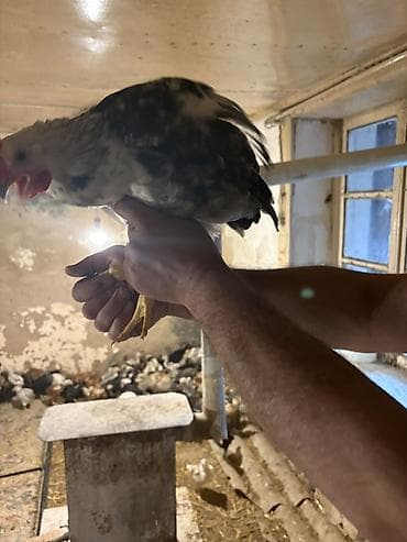 çin aslanı: Salam Yerli Cuculer 54 Gunlukdu. Tam Saglam Vitaminleri, lacostasi — 8