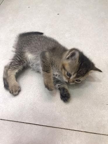 bala pişik pulsuz: Şotland — 8