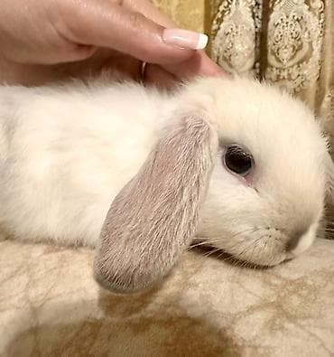 С/х животные и товары: Pulsuz verirem sahiblenmek yaxsi baxan birini isdeyirem boyumur qarlik — 2