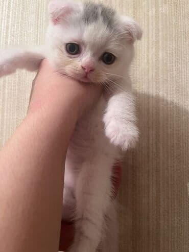 golden pişik: Şotland yastı qulaq — 3